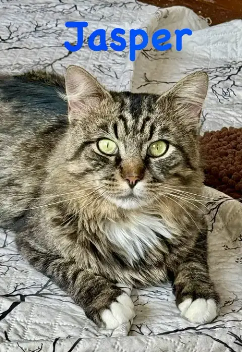 Jasper