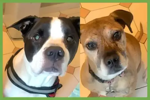 Kalle And Maya