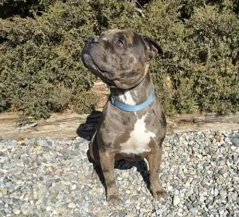 Good Boy Gustopher ~ Rare Merle American Bully photo 4