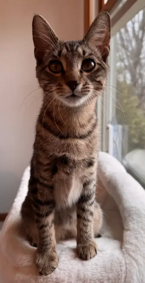 Lyra