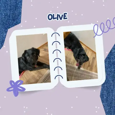 Olive photo 2