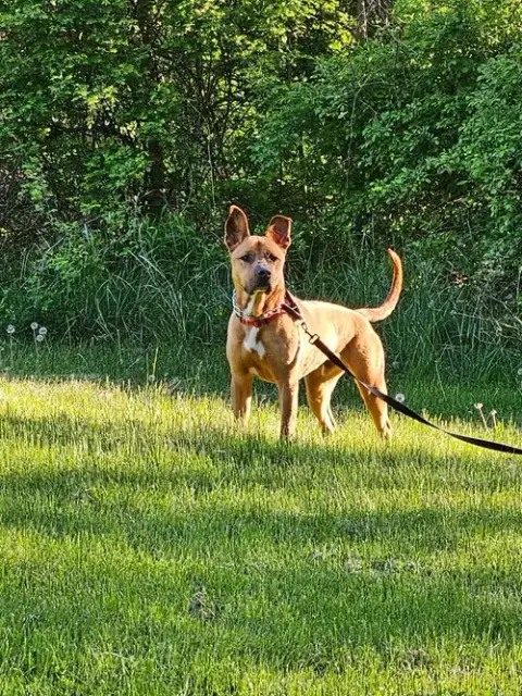 Scooby photo 3