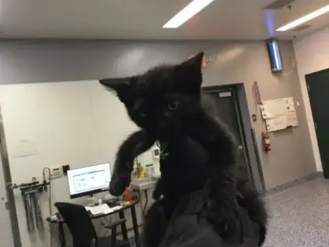 Dj