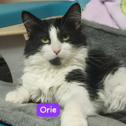 Orie