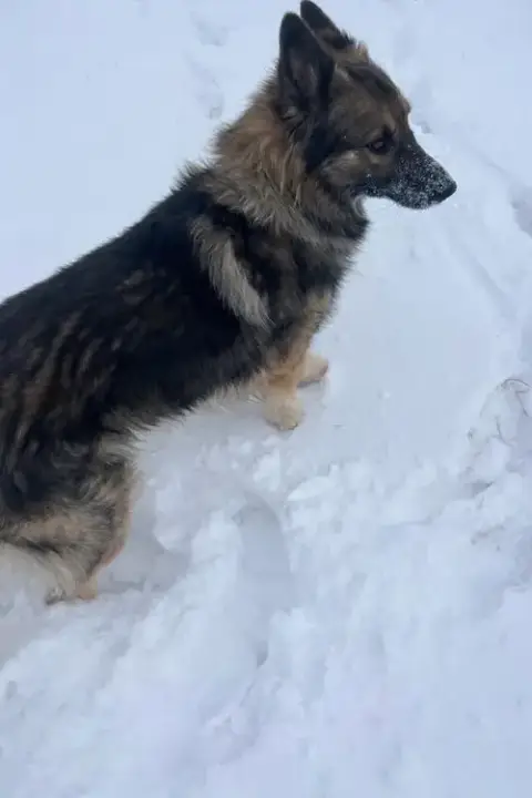 Apollo