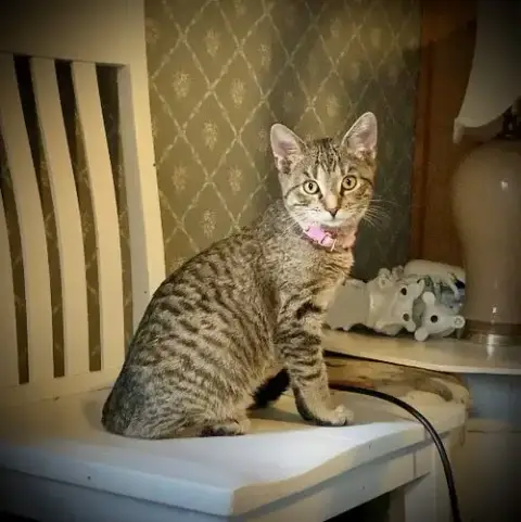 Zera photo 4