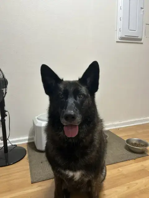 Mira