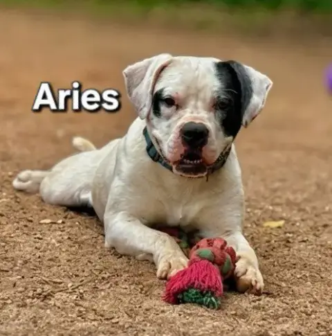 Aries