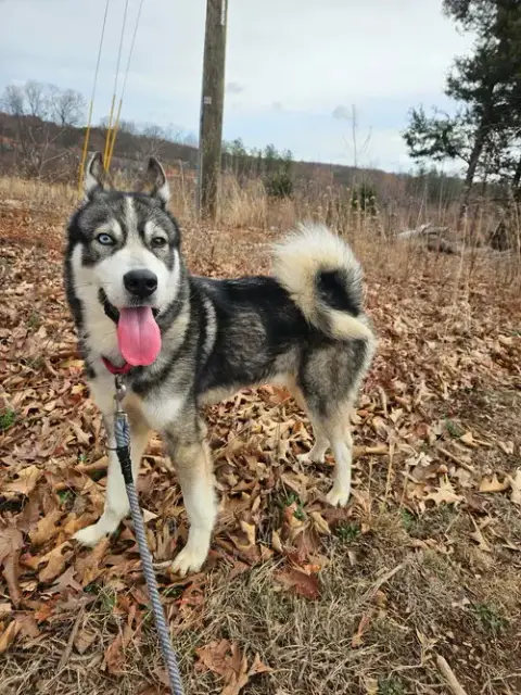 Balto: Not At Shelter photo 3