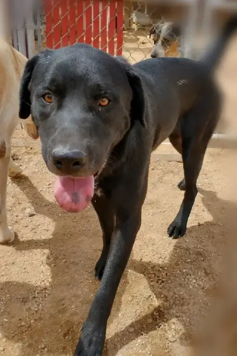 Blitzen- Stunning!  **