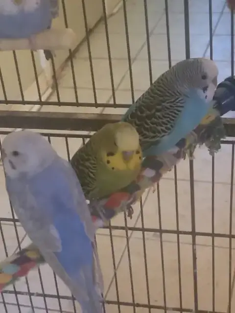Parakeets 2 Males photo 2