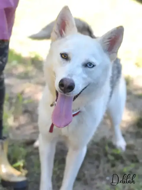 Delilah photo 3