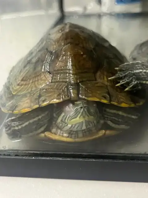 *Leonardo