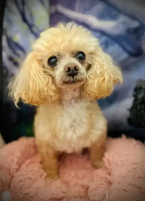 Gizmo Russell Dec 25