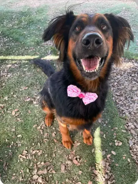 Daisy Ann