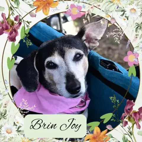 Brin Joy