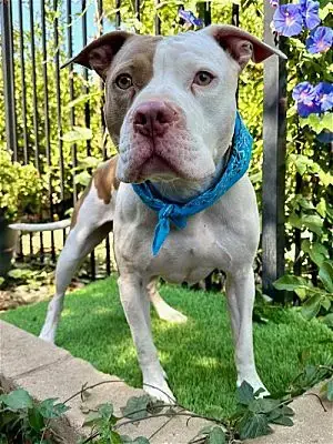Ziggy photo 4