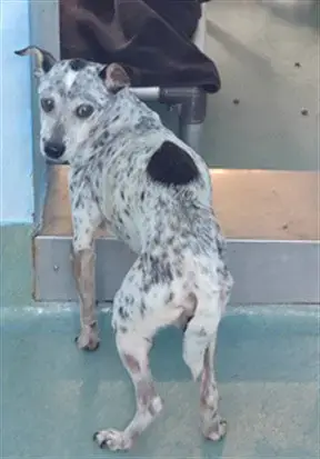 Spot