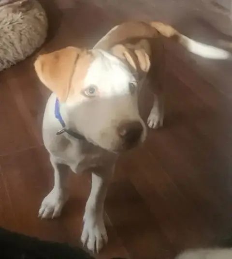 Alfie Lh