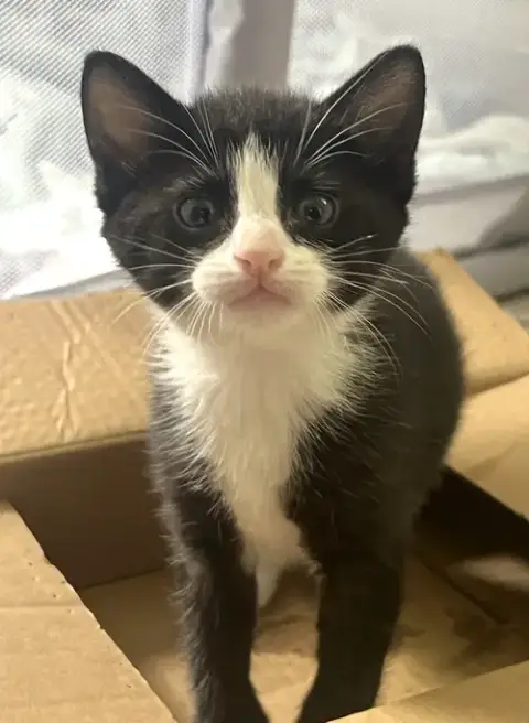 Momma Honey'S Litter: Eclair photo 2