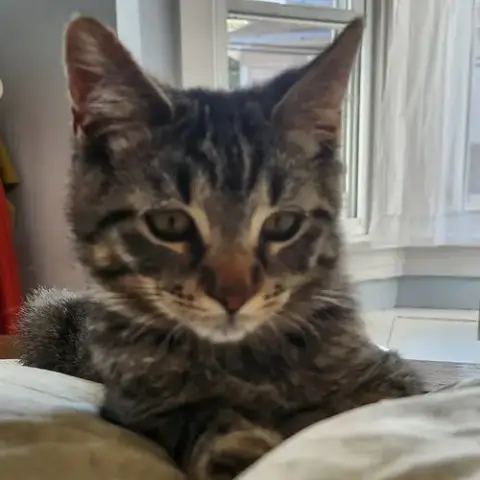 Tigger R photo 2