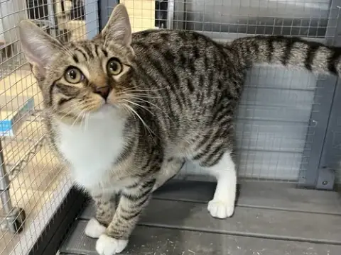 Lydia