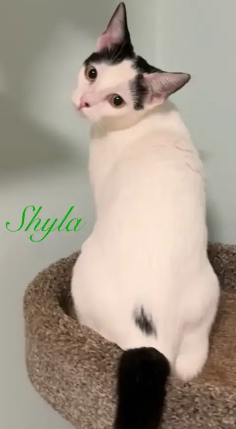 Shyla photo 2