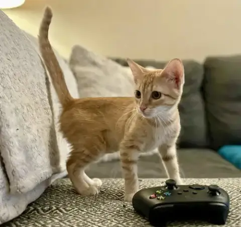 Beanie Weanie