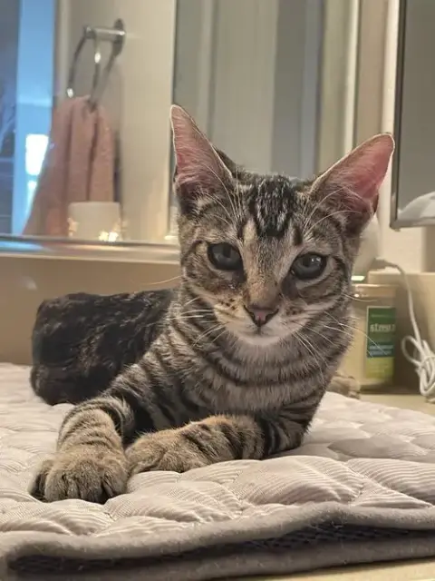 Roxie