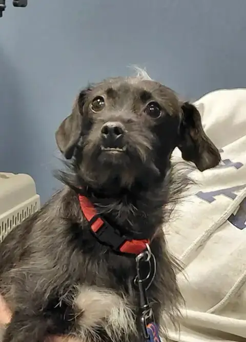 Momo-In A Foster Home photo 3