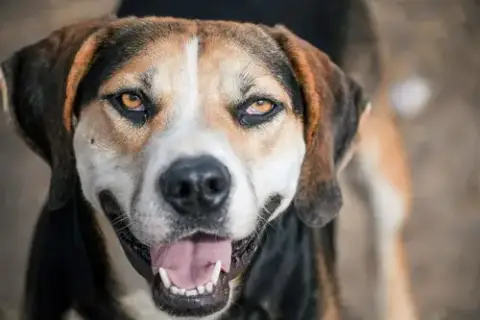 Roscoe