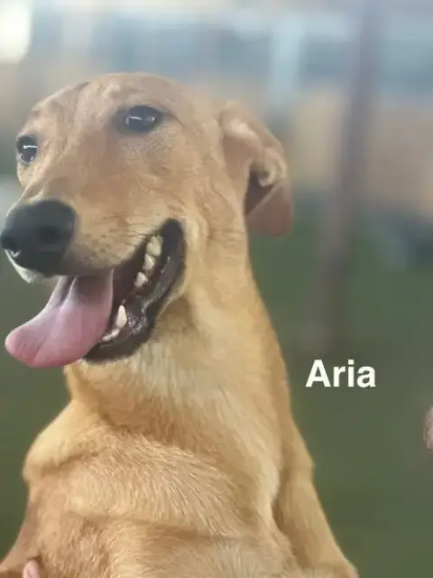 Aria