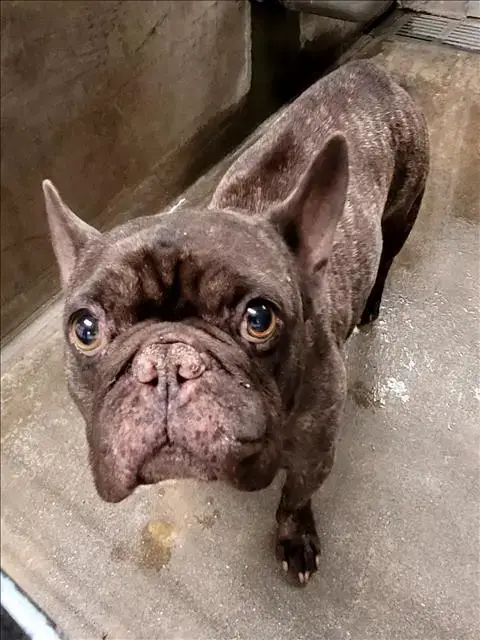 Jacques