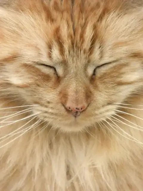 George The Majestic Icon