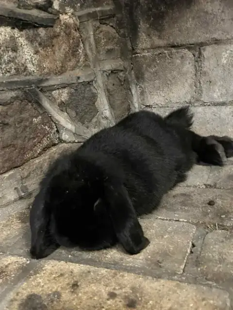 Onyx