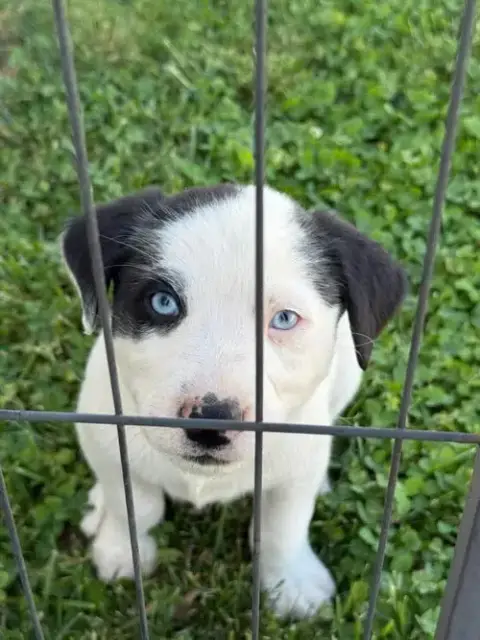 Arlo