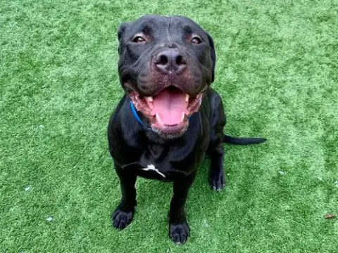 Marley