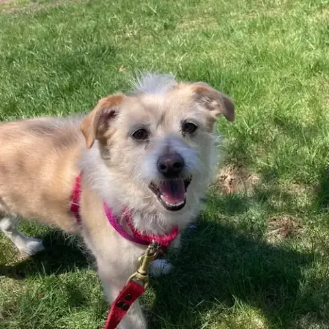 Biscuit