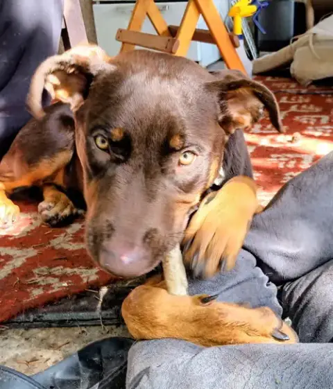 Dobie photo 3