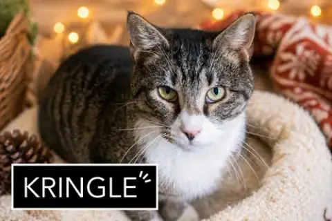 Kringle: Medical/Sn Foster