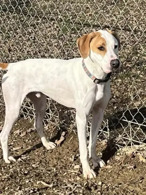Hound Dawgs photo 4