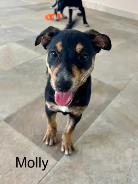Molly photo 3