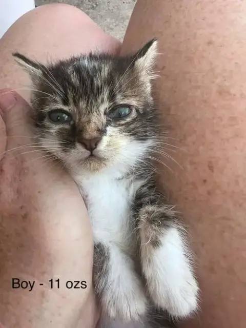 Fosters Needed For Kittens! photo 2