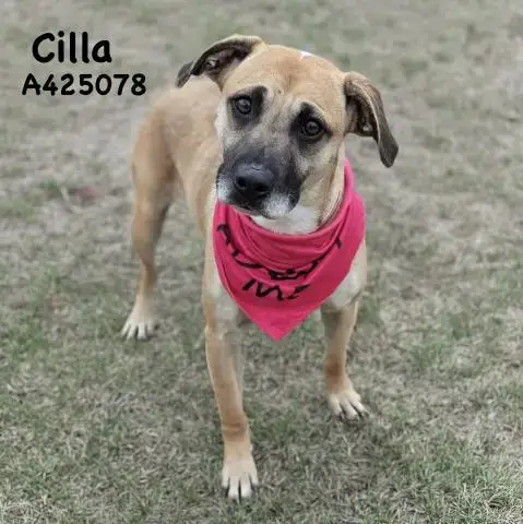 Cilla