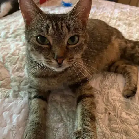 Sylvie