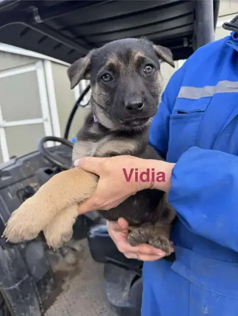 Vidia photo 4