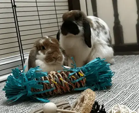 Willow And Winnie photo 2