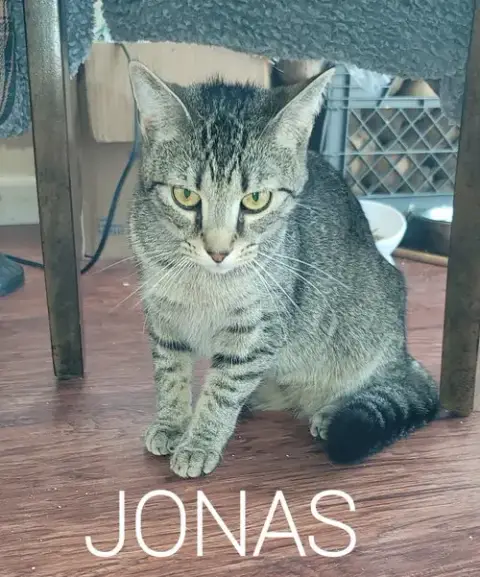 Jonas photo 3