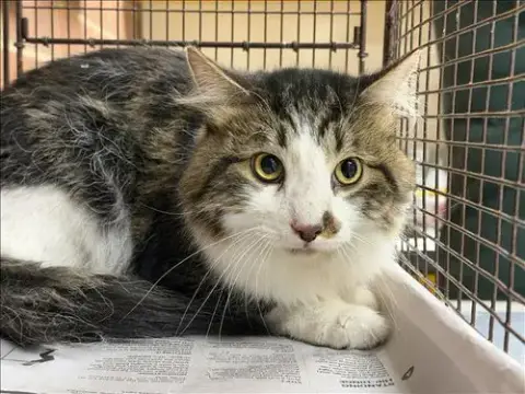 Sir Lancelot