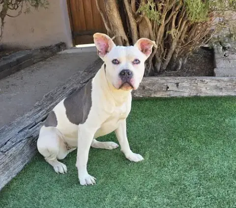 Magical Ms Mia More ~ American Bully House Hippo photo 3